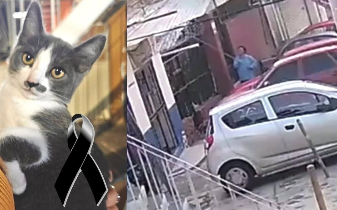 Caso de Gerónimo N: Proceso legal por la muerte del gatito Gary en Guanajuato