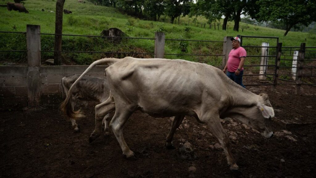 Oaxaca Fortalece la Vigilancia Sanitaria ante Casos de Gusano Barrenador en Humanos