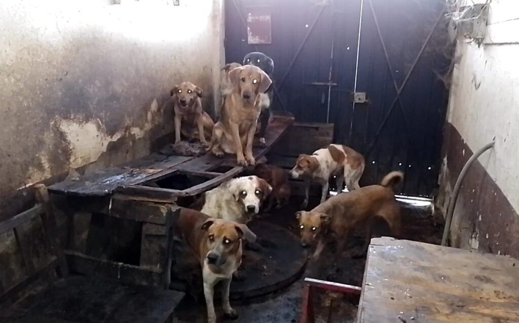 Tlaquepaque Aprueba Nuevas Sanciones por Maltrato Animal: Prohibición de Cortar Orejas y Cola