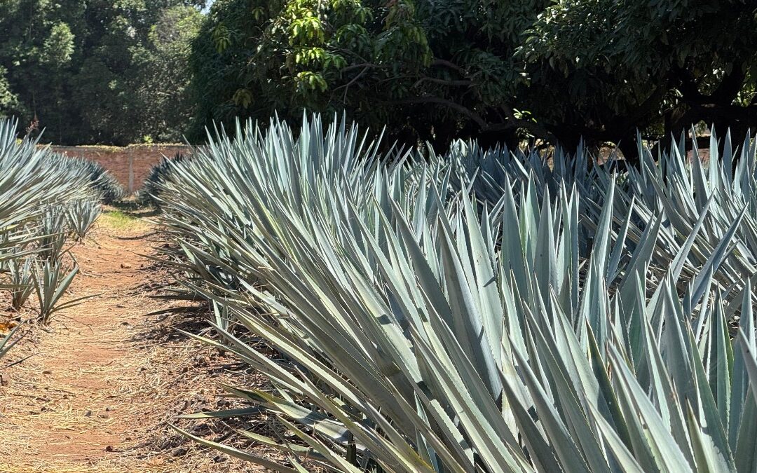 Pueblos Mágicos: Cómo Impulsan el Turismo en Jalisco para el Cierre de Año